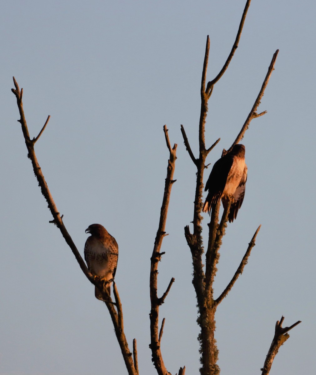 Red-tailed Hawk - ML645637168