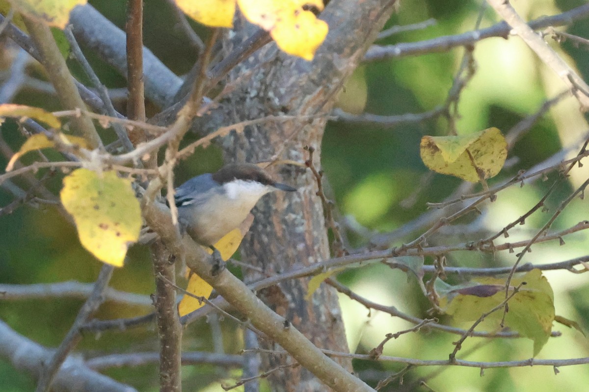 Trepador Cabecipardo - ML645637172