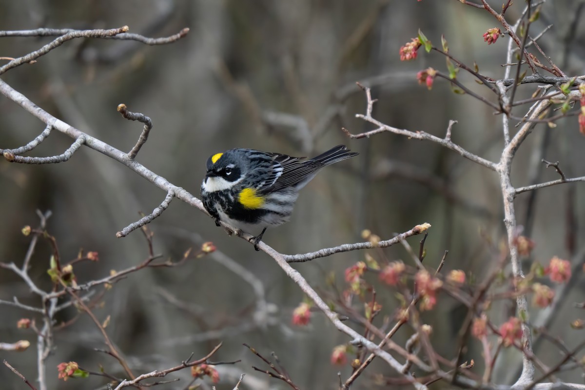 Yellow-rumped Warbler (Myrtle) - ML645637173