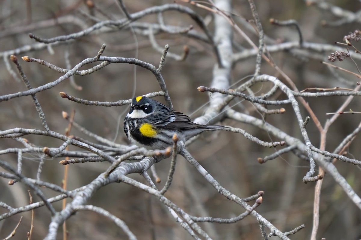 Yellow-rumped Warbler (Myrtle) - ML645637174