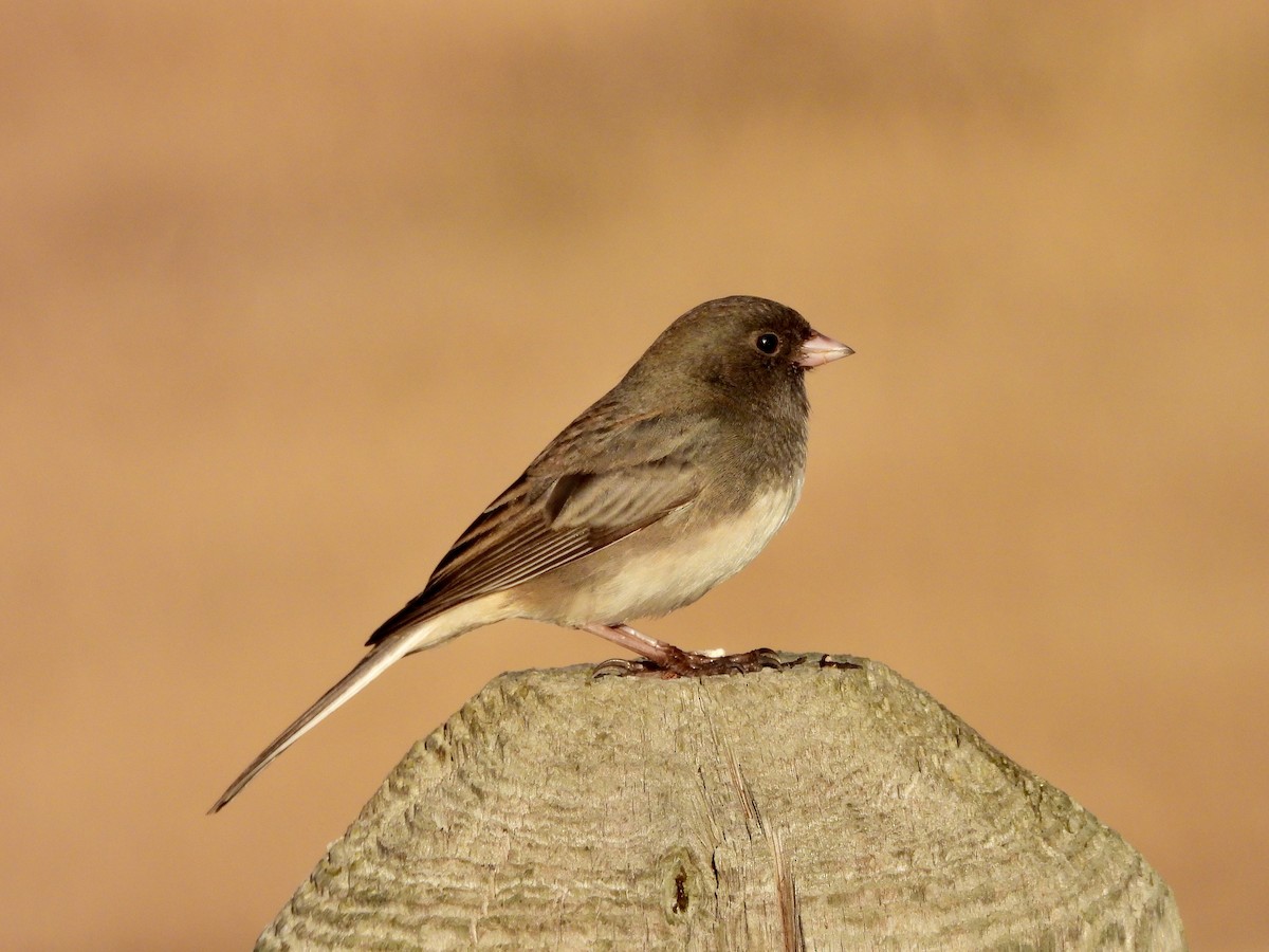 Dark-eyed Junco - ML645637175
