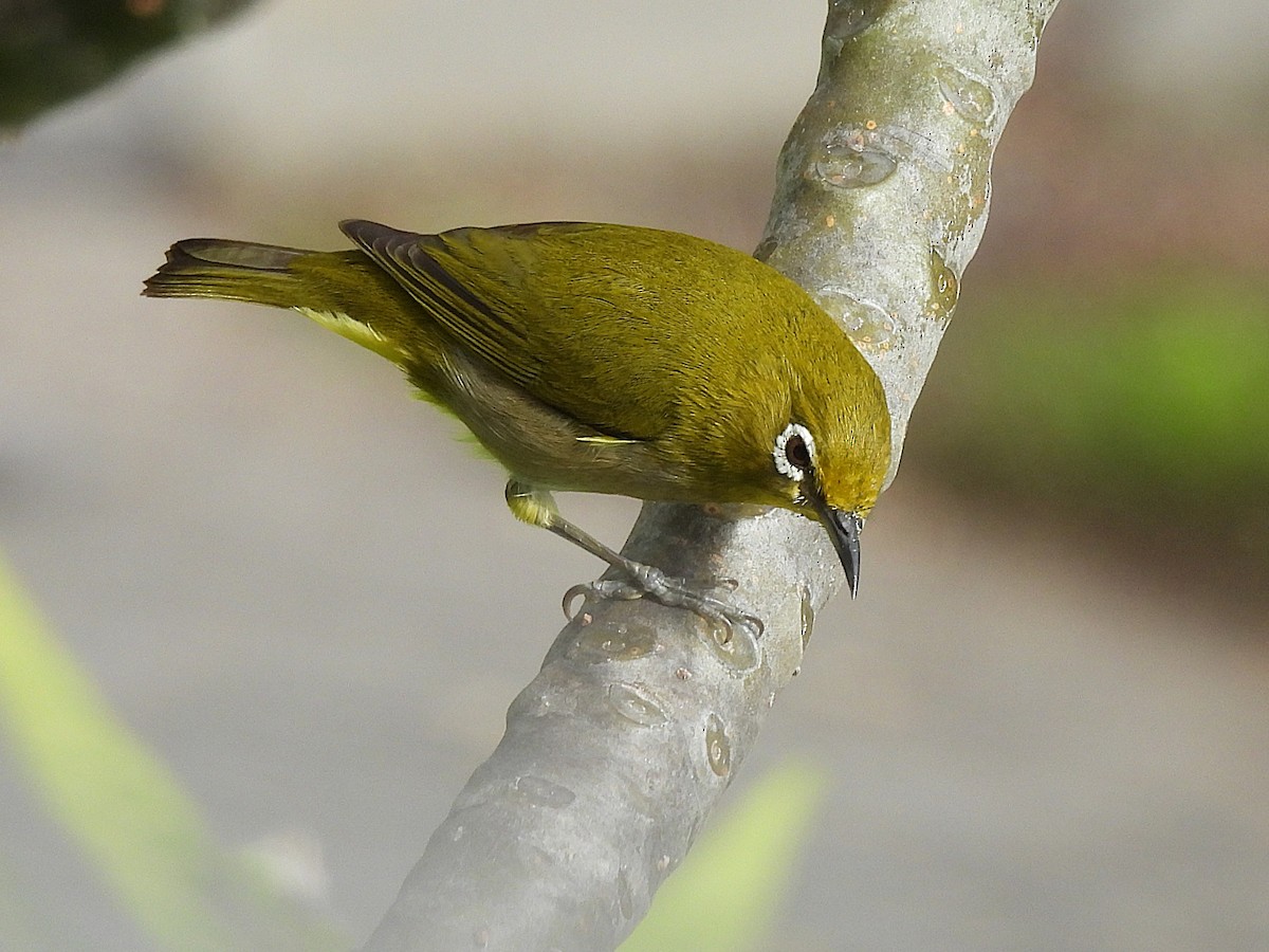 Окулярник японський - ML645637211