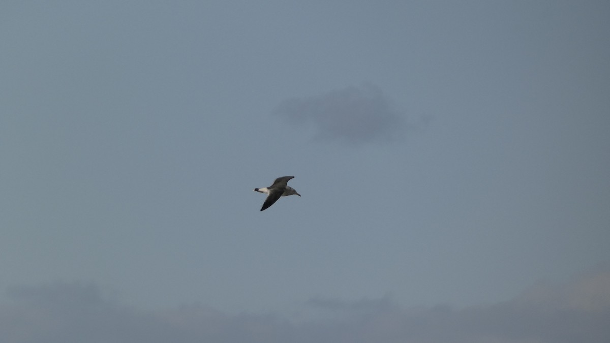 Black-tailed Gull - ML645637214