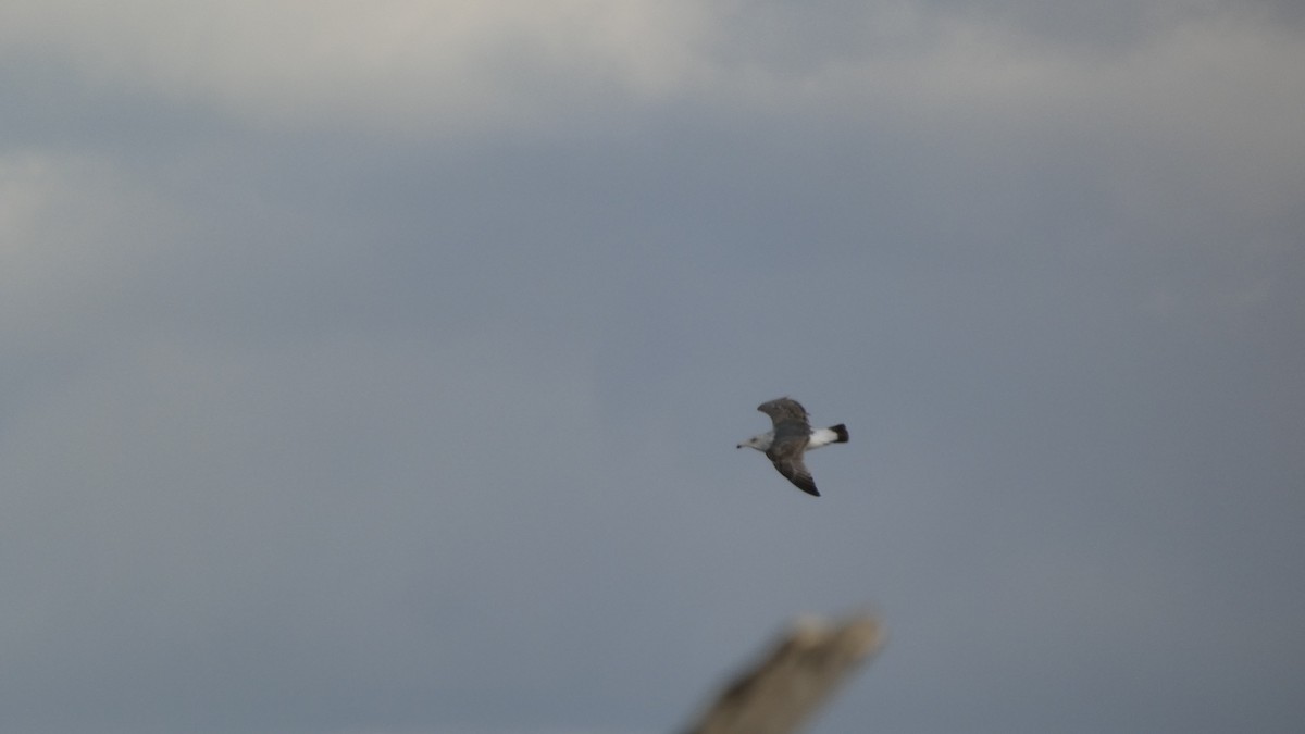 Black-tailed Gull - ML645637215