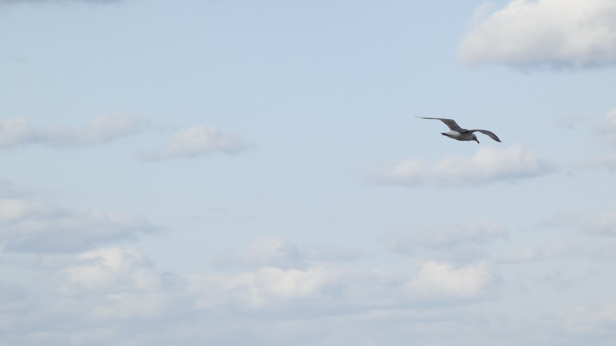 Black-tailed Gull - ML645637216