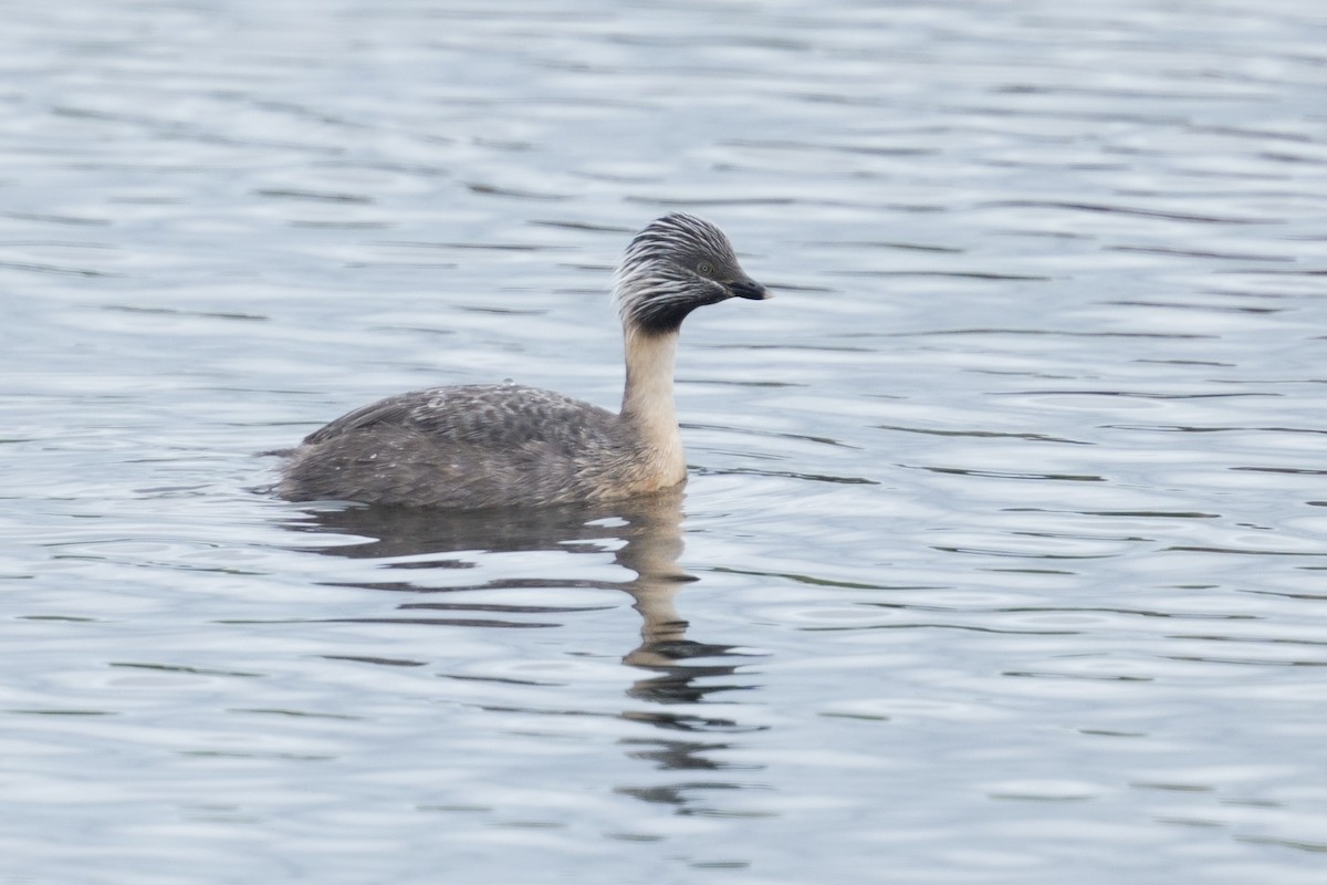 Hoary-headed Grebe - ML645637217