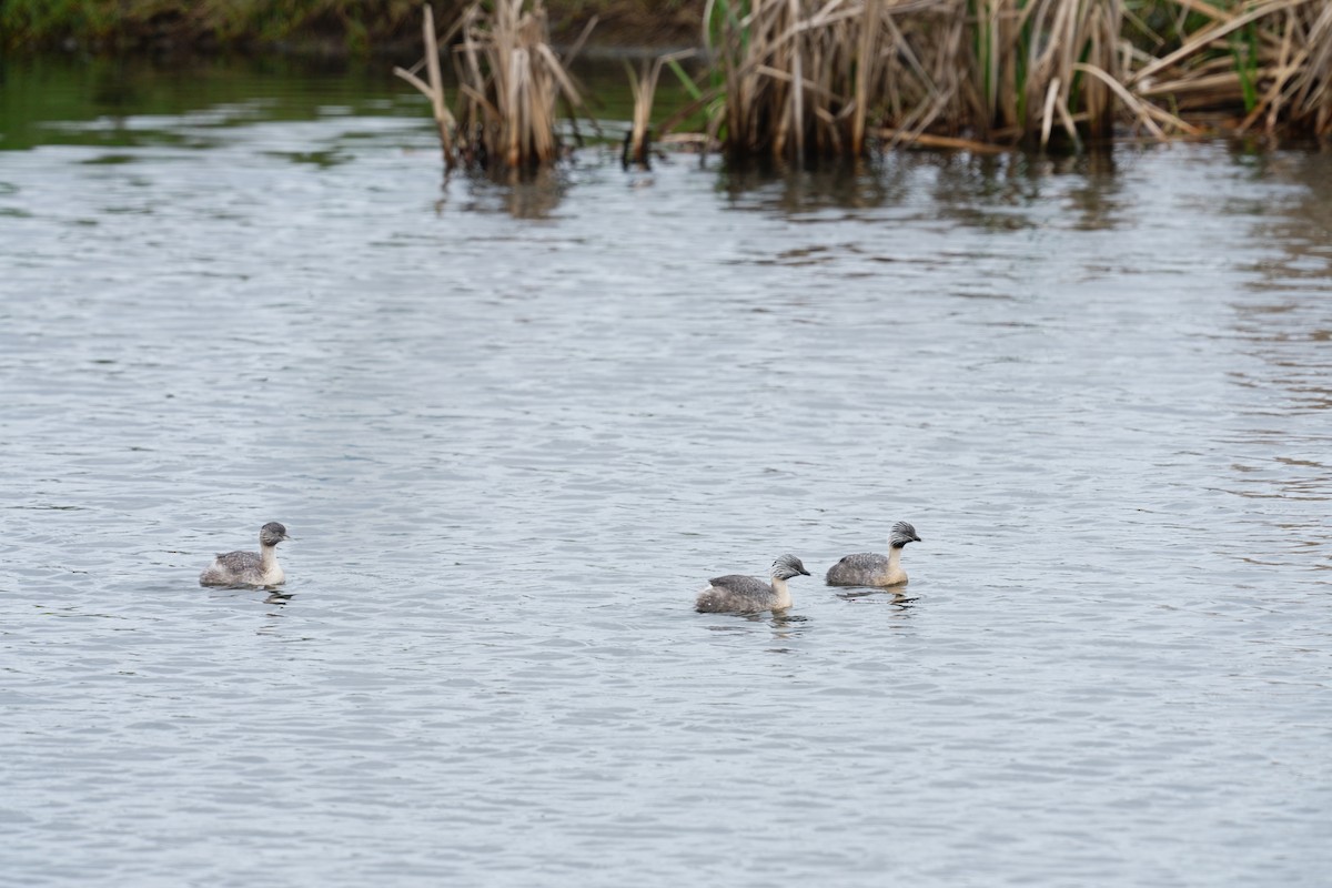 Hoary-headed Grebe - ML645637219