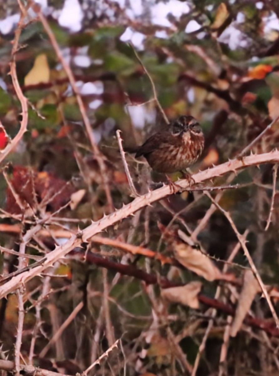 Song Sparrow - ML645637222