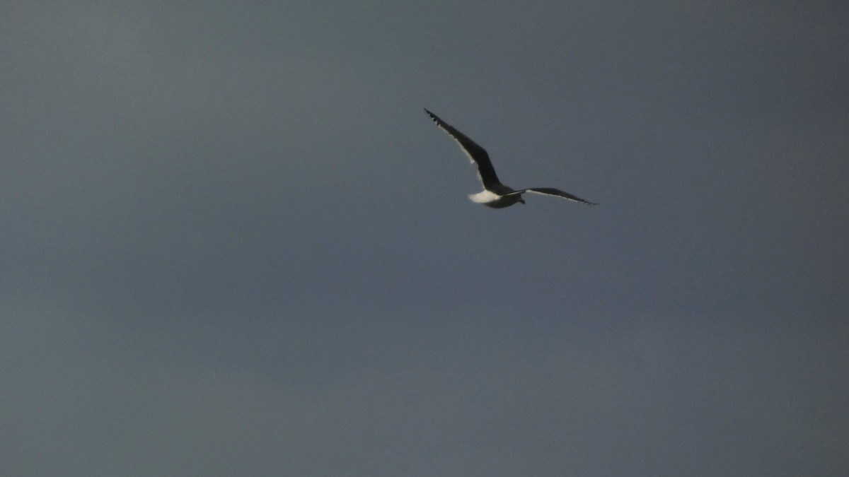 Slaty-backed Gull - ML645637246