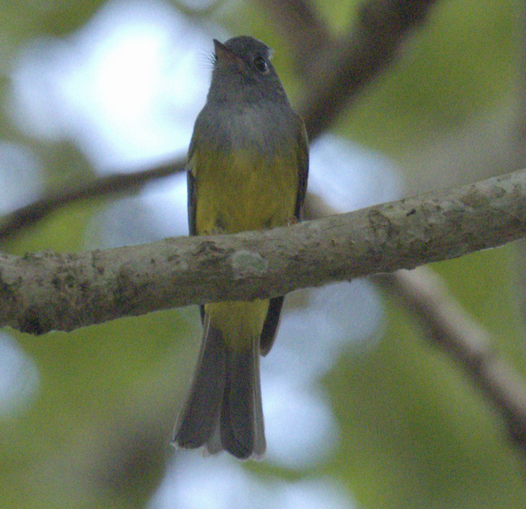 Сероголовая комароловка - ML645637255