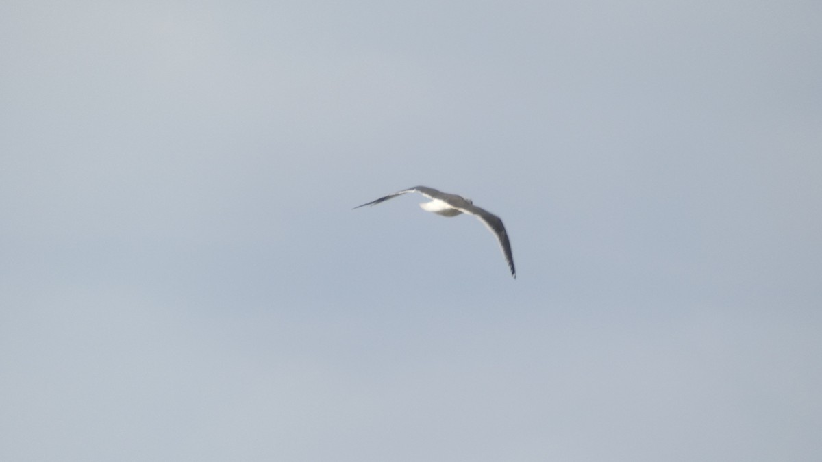 Slaty-backed Gull - ML645637260