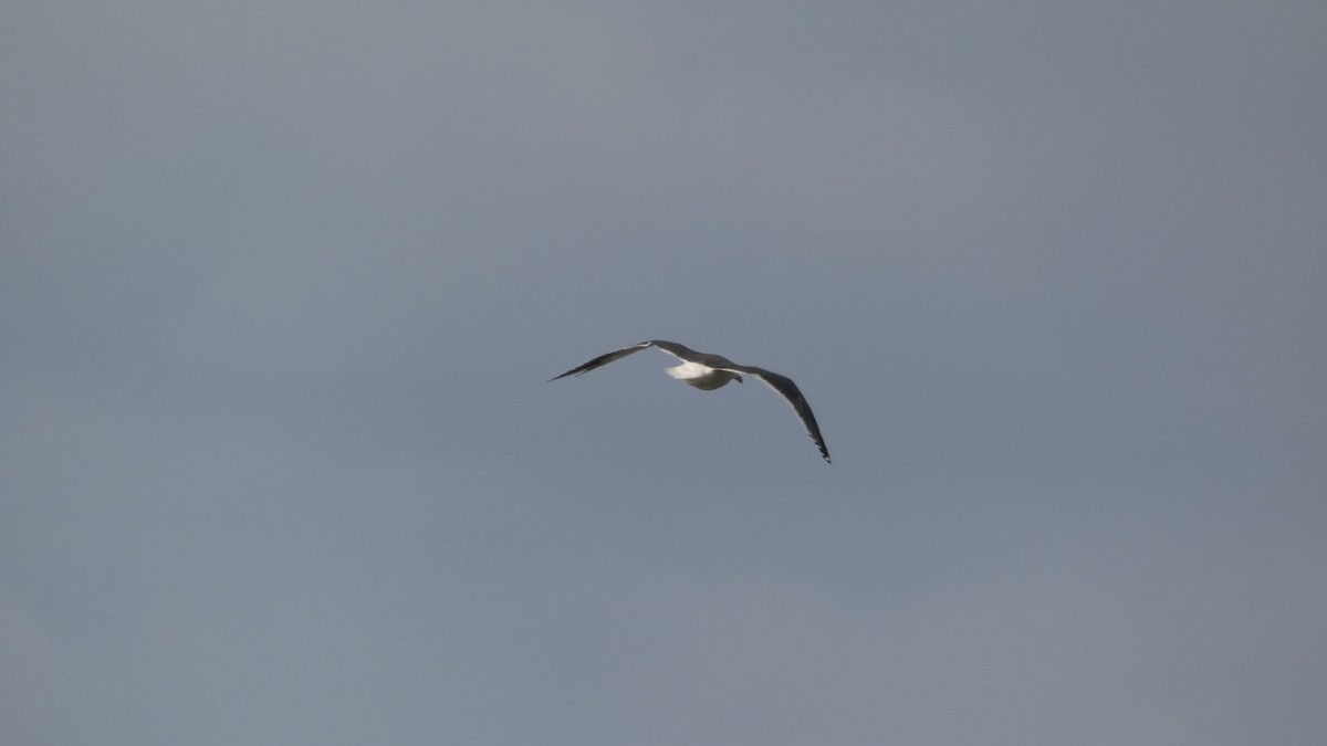 Slaty-backed Gull - ML645637261