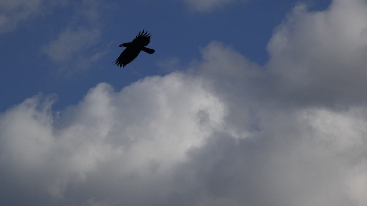 Carrion Crow - ML645637262