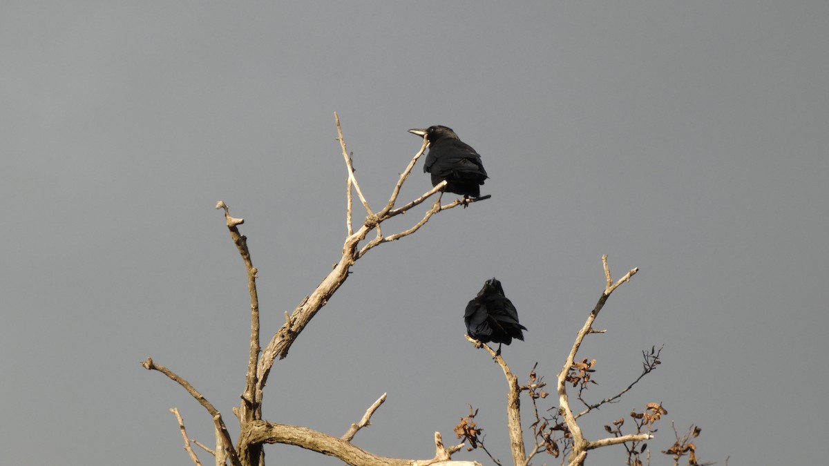 Carrion Crow - ML645637263