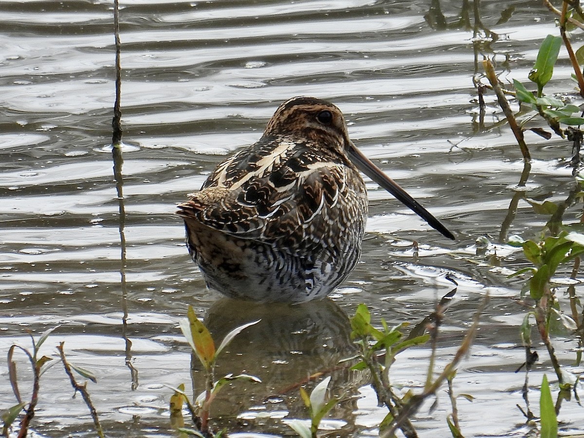 Wilson's Snipe - ML645637264