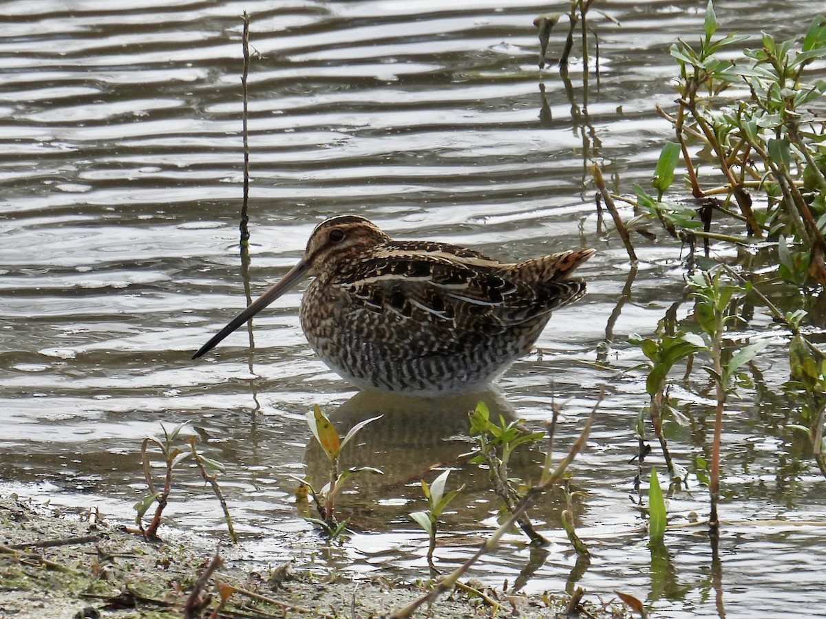 Wilson's Snipe - ML645637265