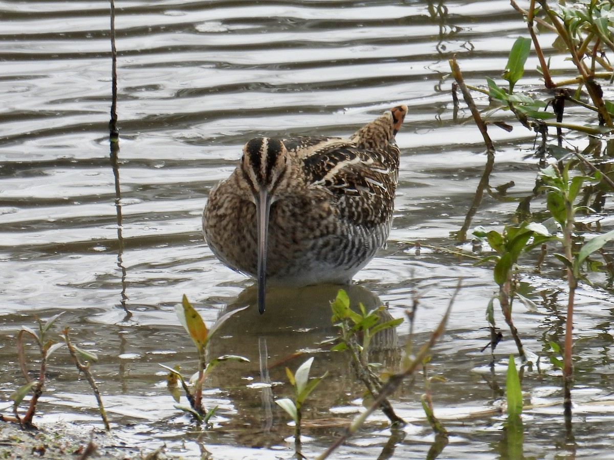 Wilson's Snipe - ML645637266