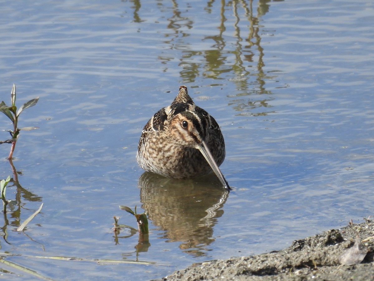 Wilson's Snipe - ML645637267