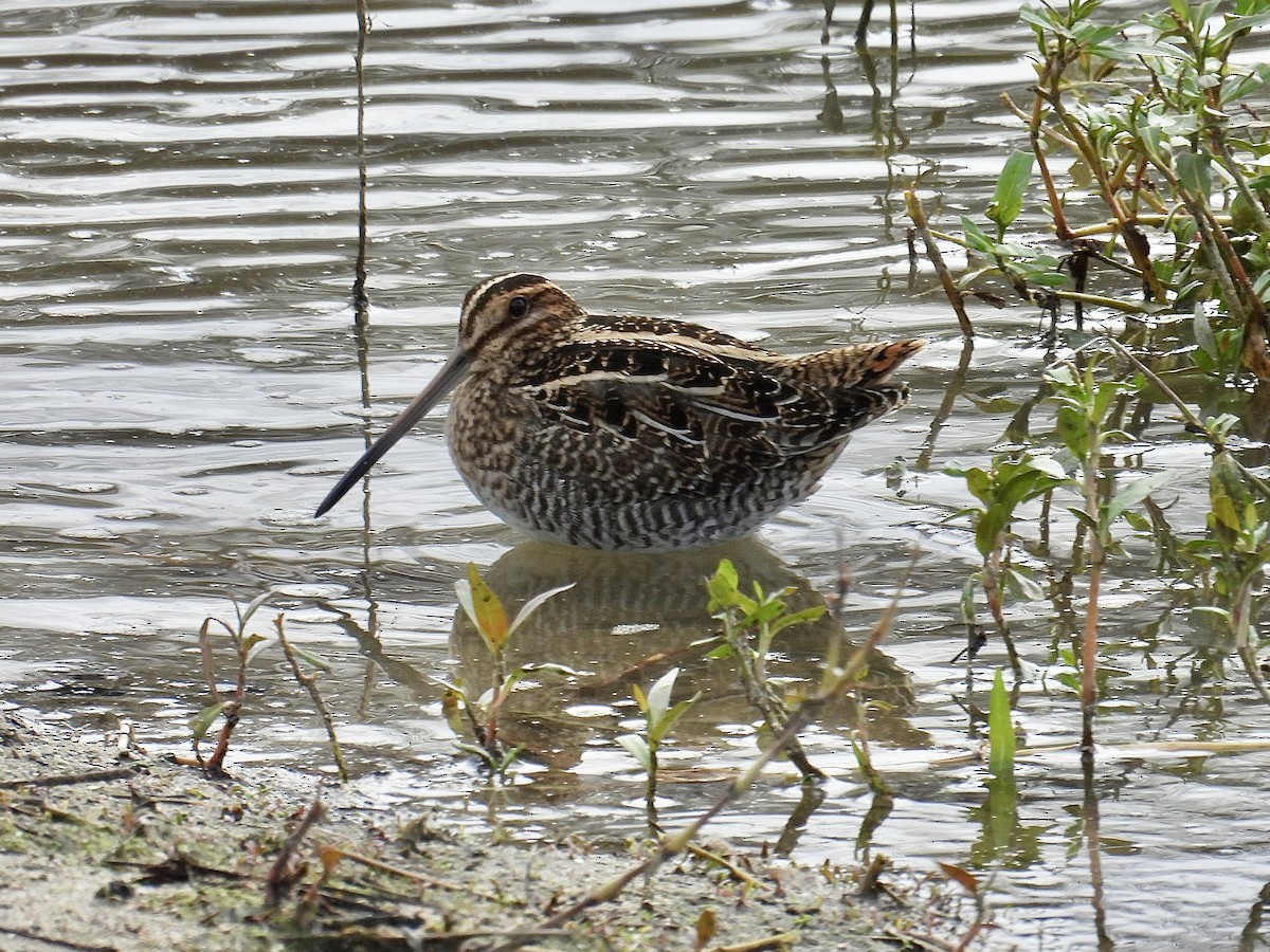 Wilson's Snipe - ML645637268