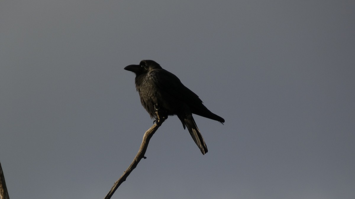 Large-billed Crow - ML645637269