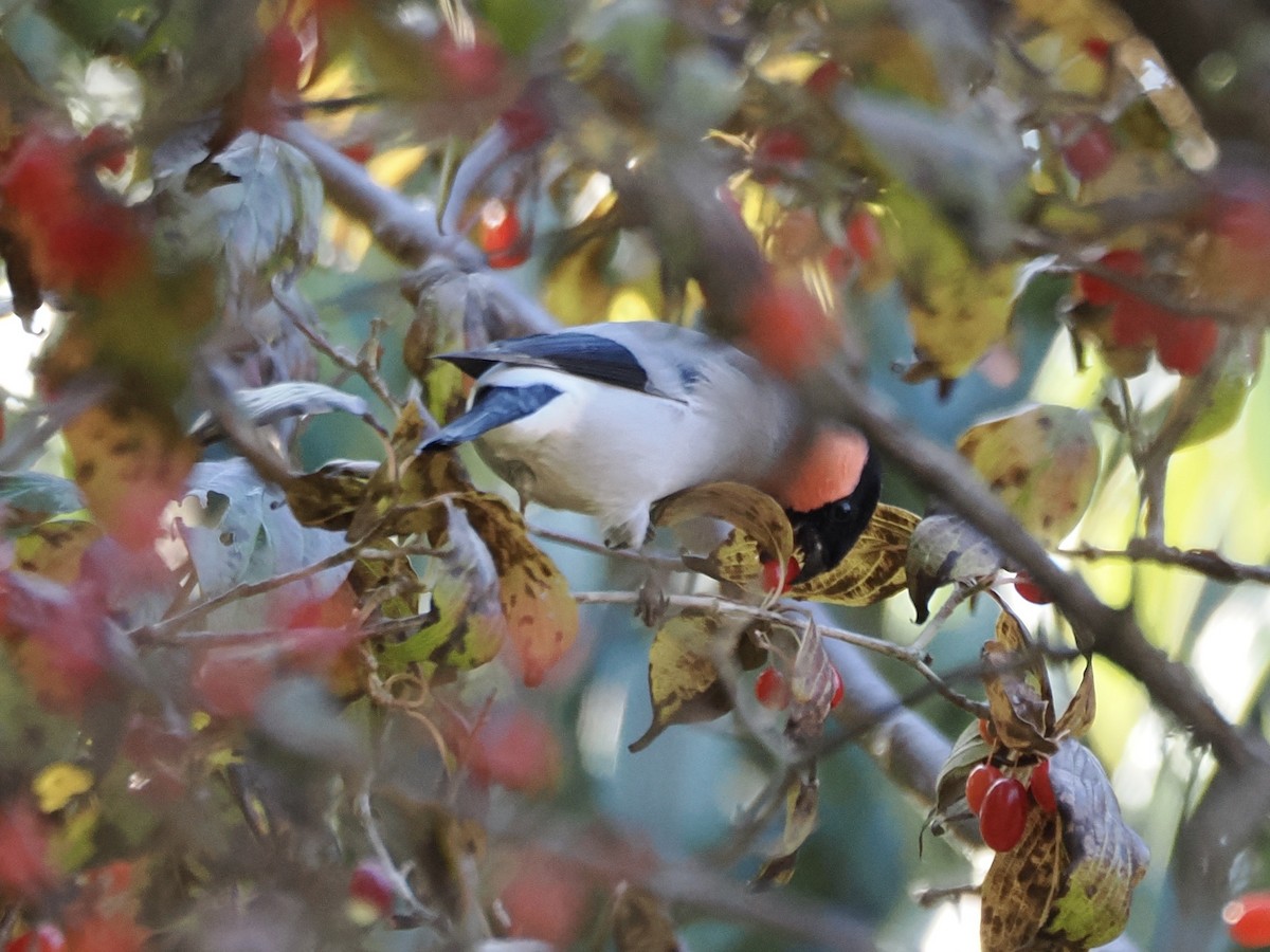 Eurasian Bullfinch - ML645637270