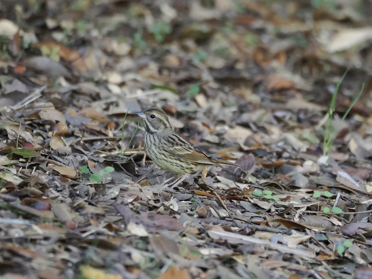 Masked Bunting - ML645637274