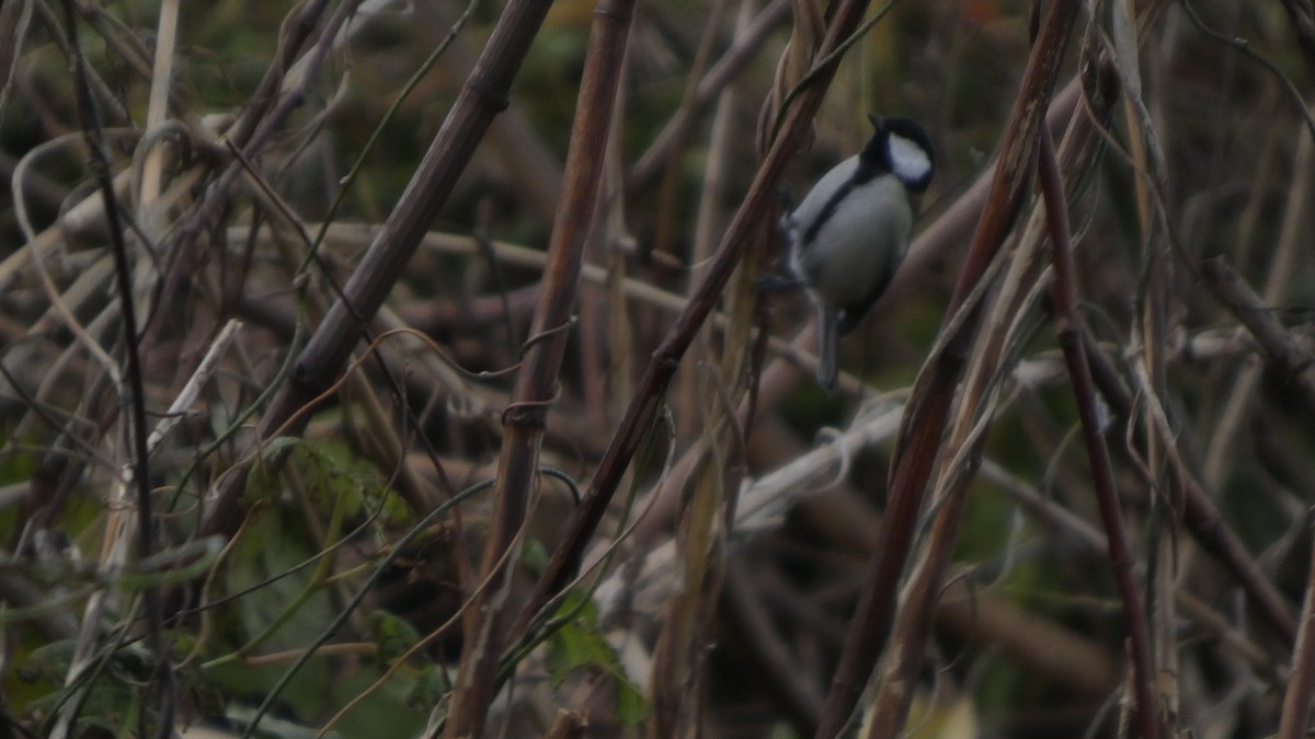Asian Tit - ML645637275