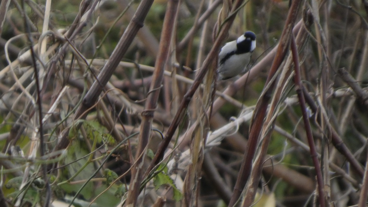 Asian Tit - ML645637276