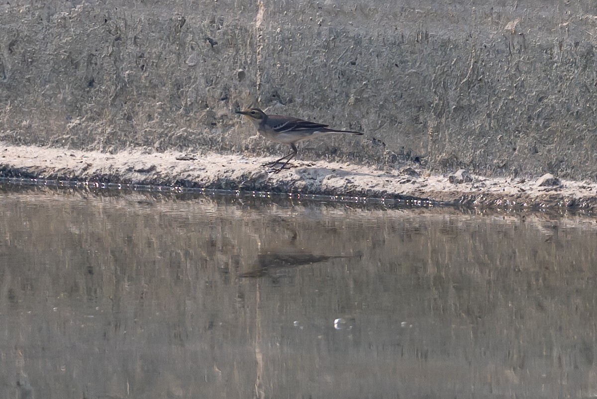 Citrine Wagtail - ML645637277