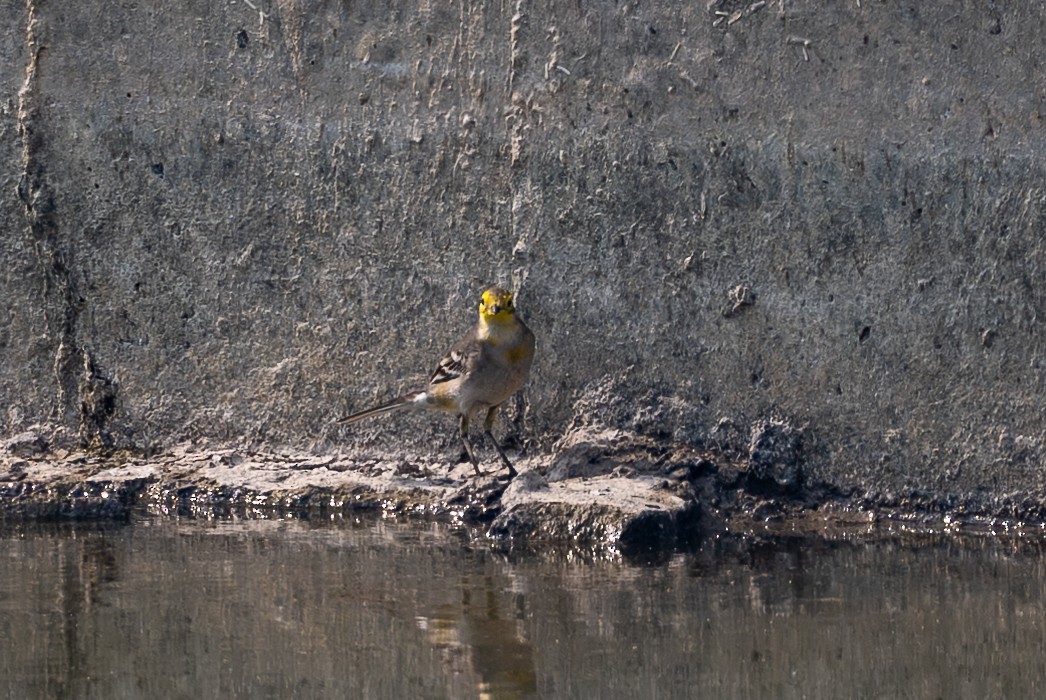 Citrine Wagtail - ML645637278