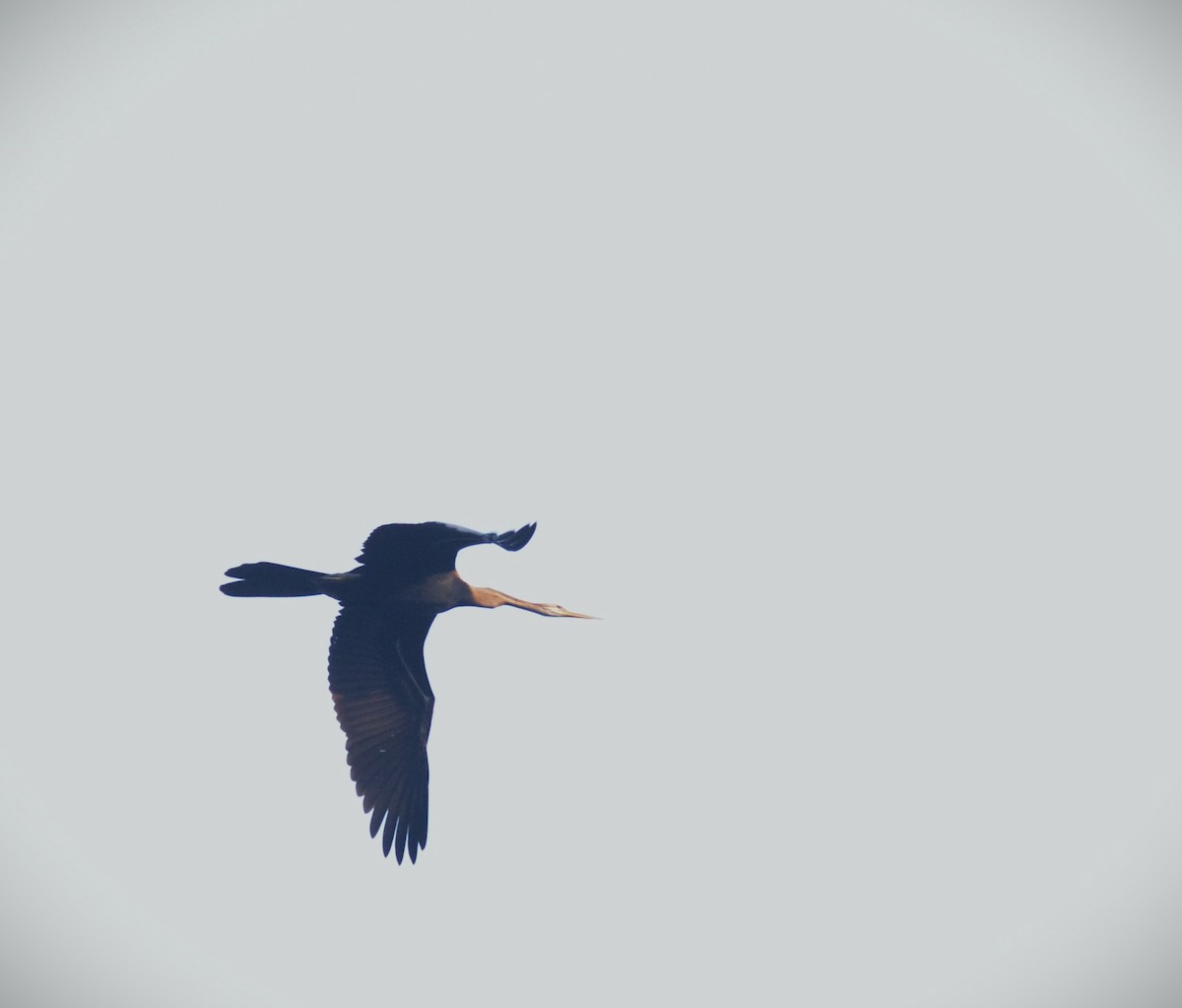 Oriental Darter - ML645637279