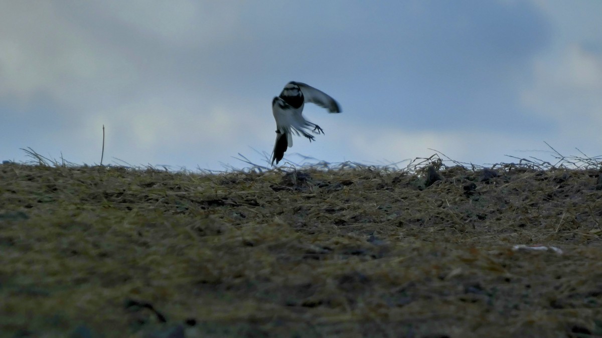 White Wagtail - ML645637280