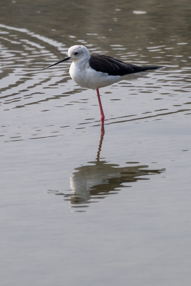 Black-winged Stilt - ML645637281