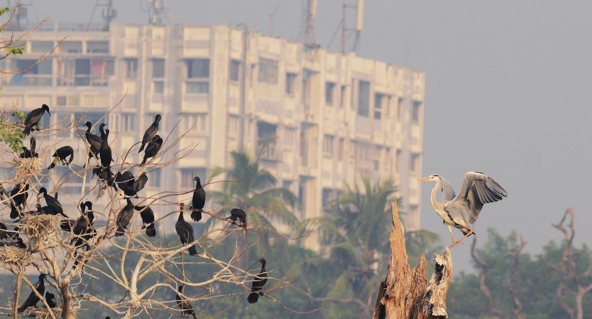 Gray Heron - ML645637282