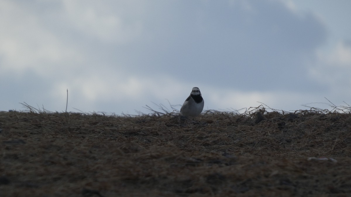 White Wagtail - ML645637283