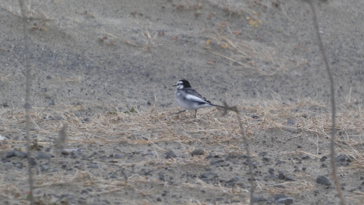 White Wagtail - ML645637284