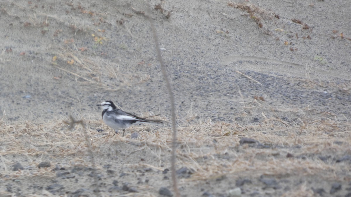 White Wagtail - ML645637285