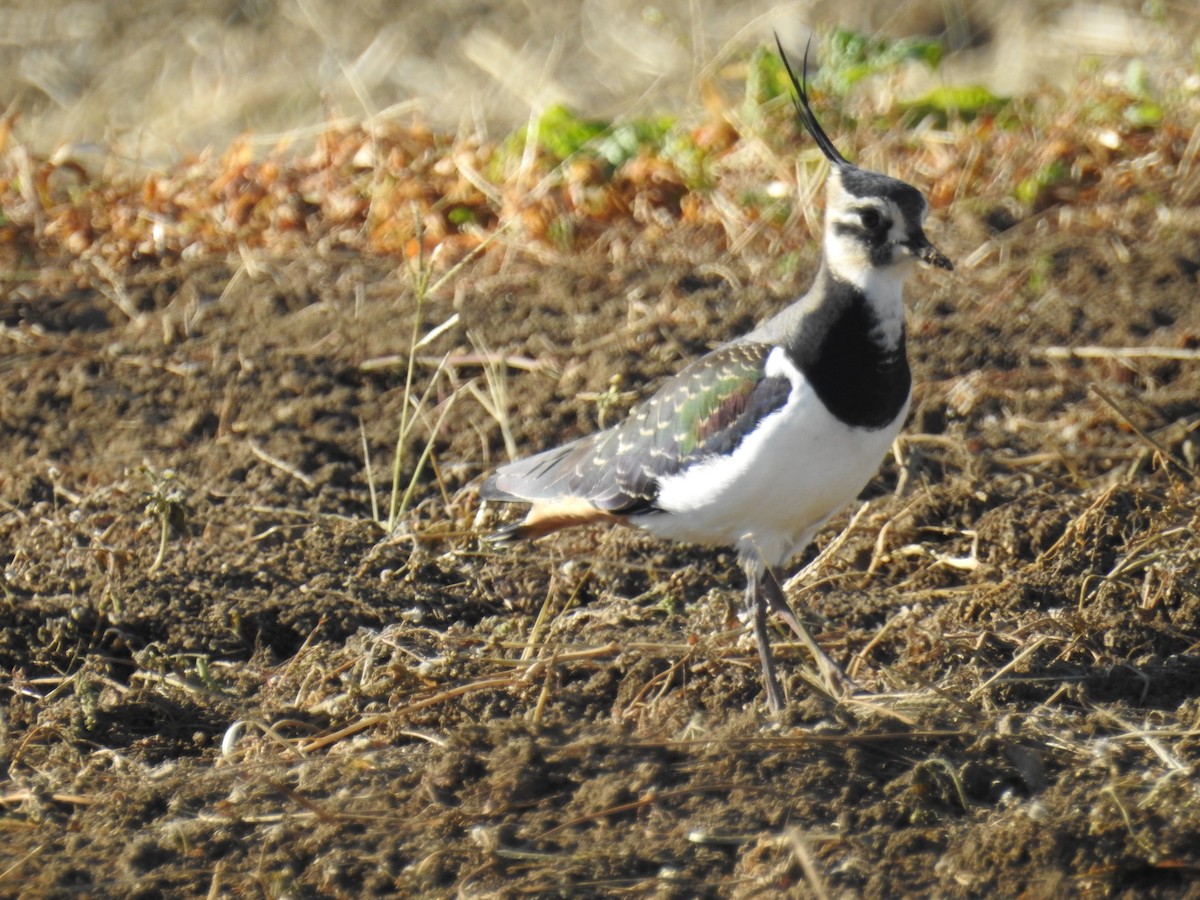 Northern Lapwing - ML645637286