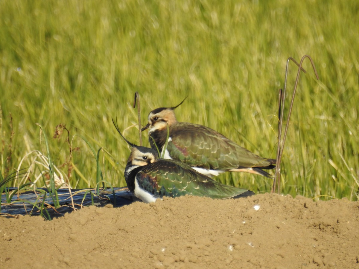 Northern Lapwing - ML645637287
