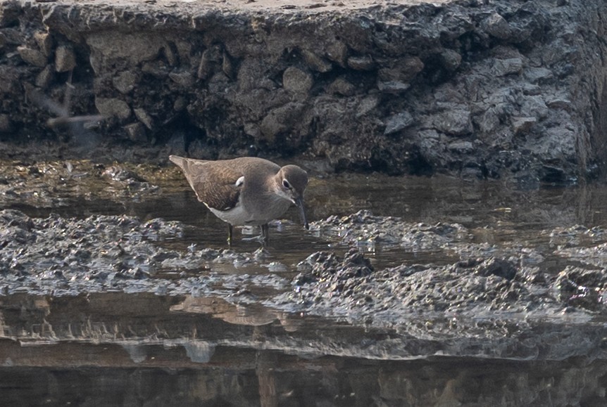 Common Sandpiper - ML645637289