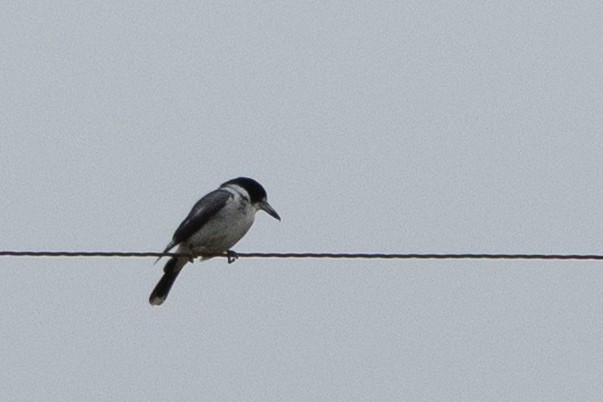 Gray Butcherbird - ML645637290