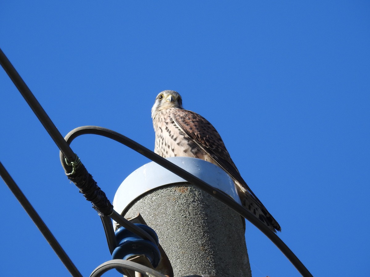 Eurasian Kestrel - ML645637291