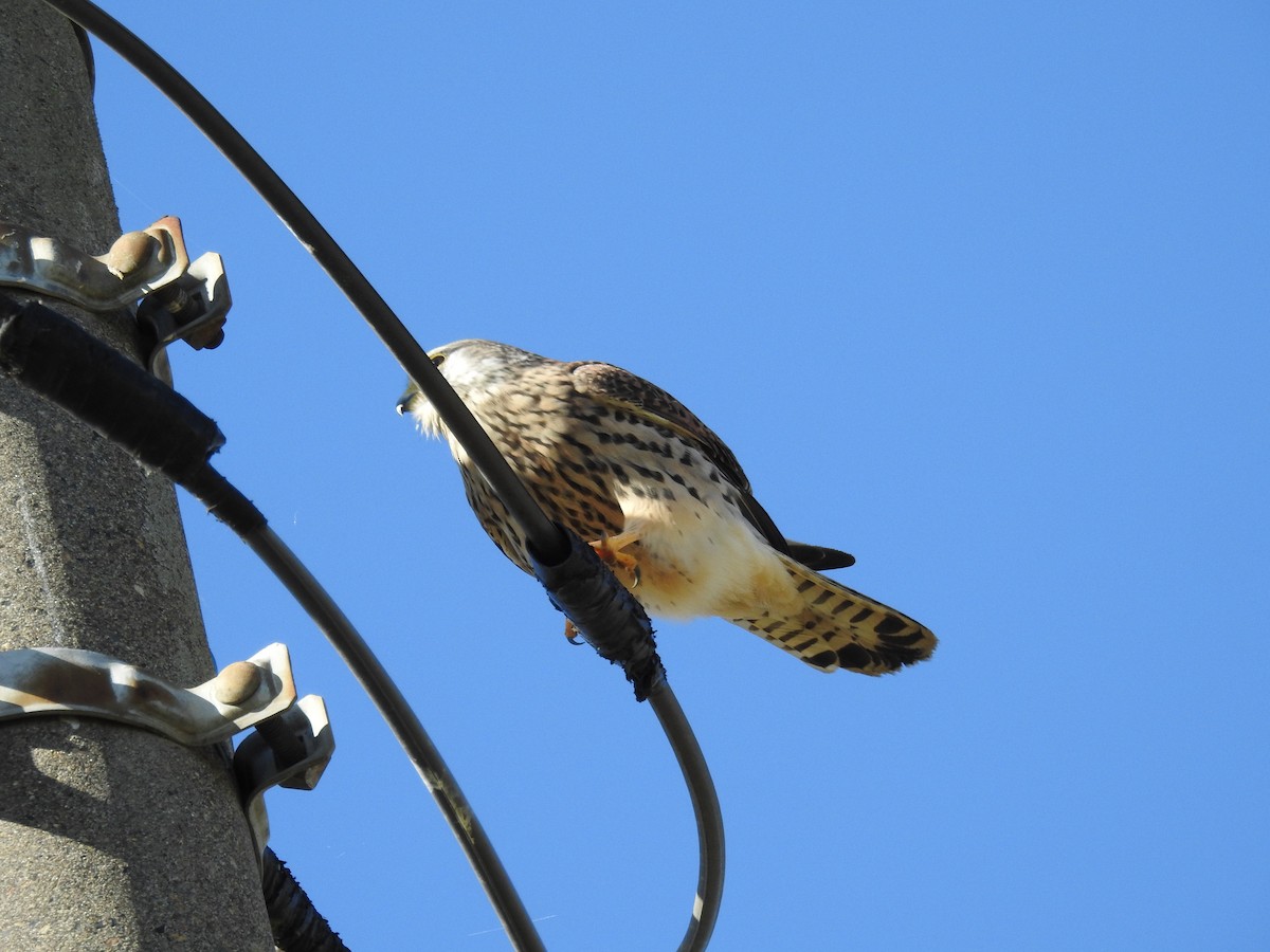 Eurasian Kestrel - ML645637292