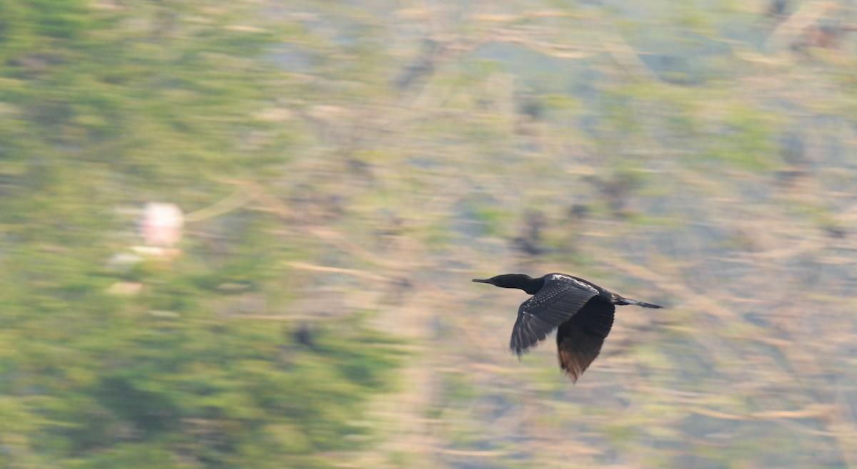 orientdvergskarv - ML645637294