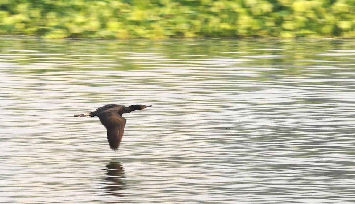 orientdvergskarv - ML645637295