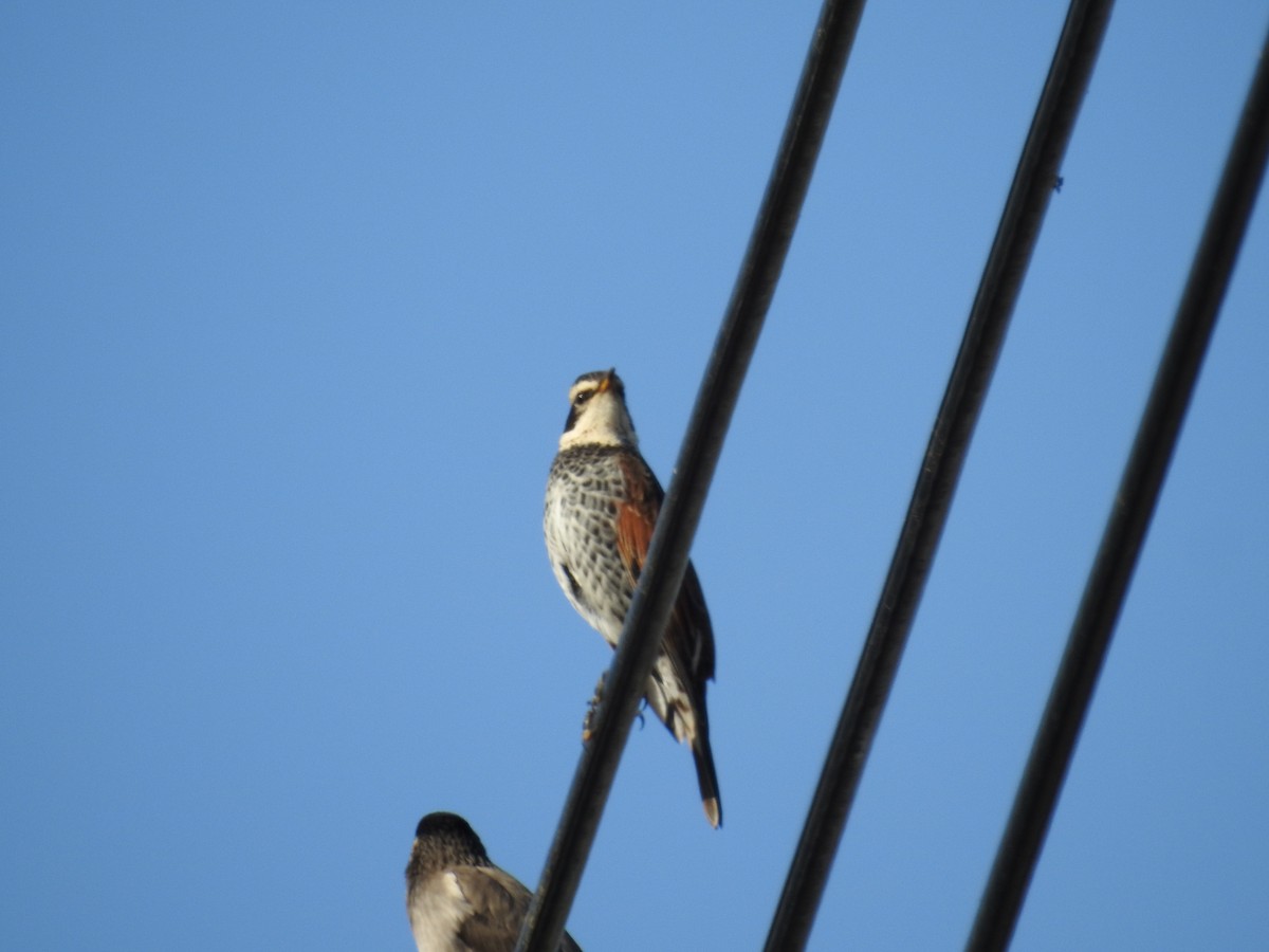 svartflekktrost - ML645637296