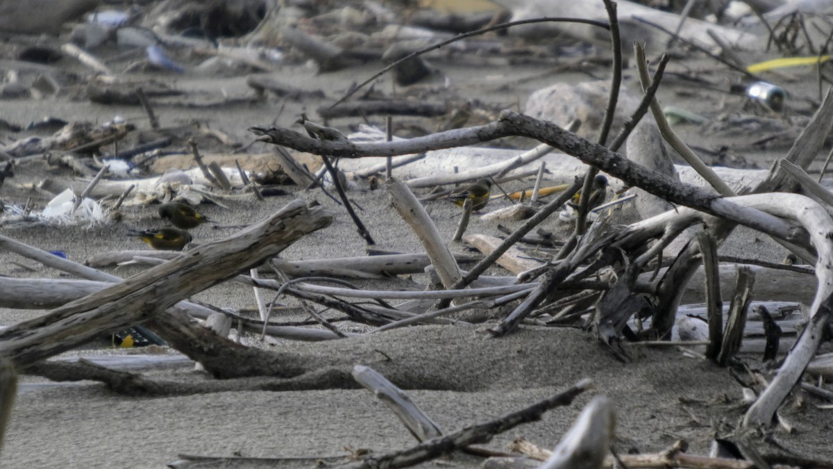 orientfink - ML645637297