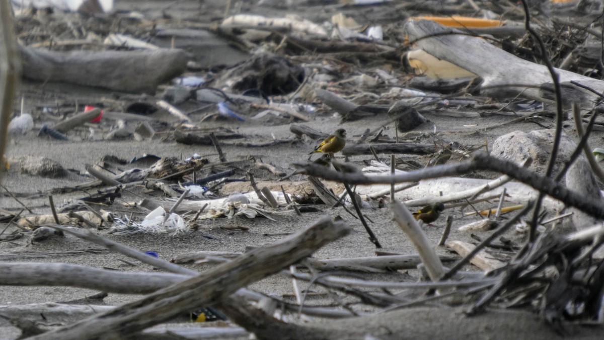 orientfink - ML645637298