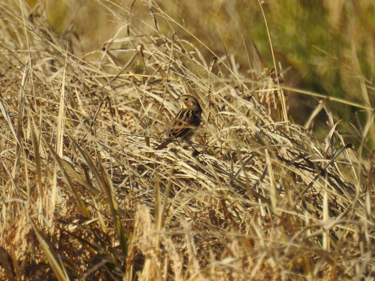 rødkinnspurv - ML645637299