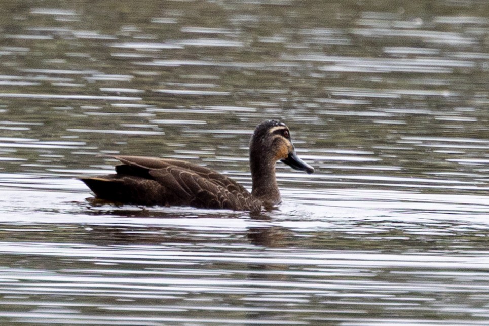 stripeand - ML645637304